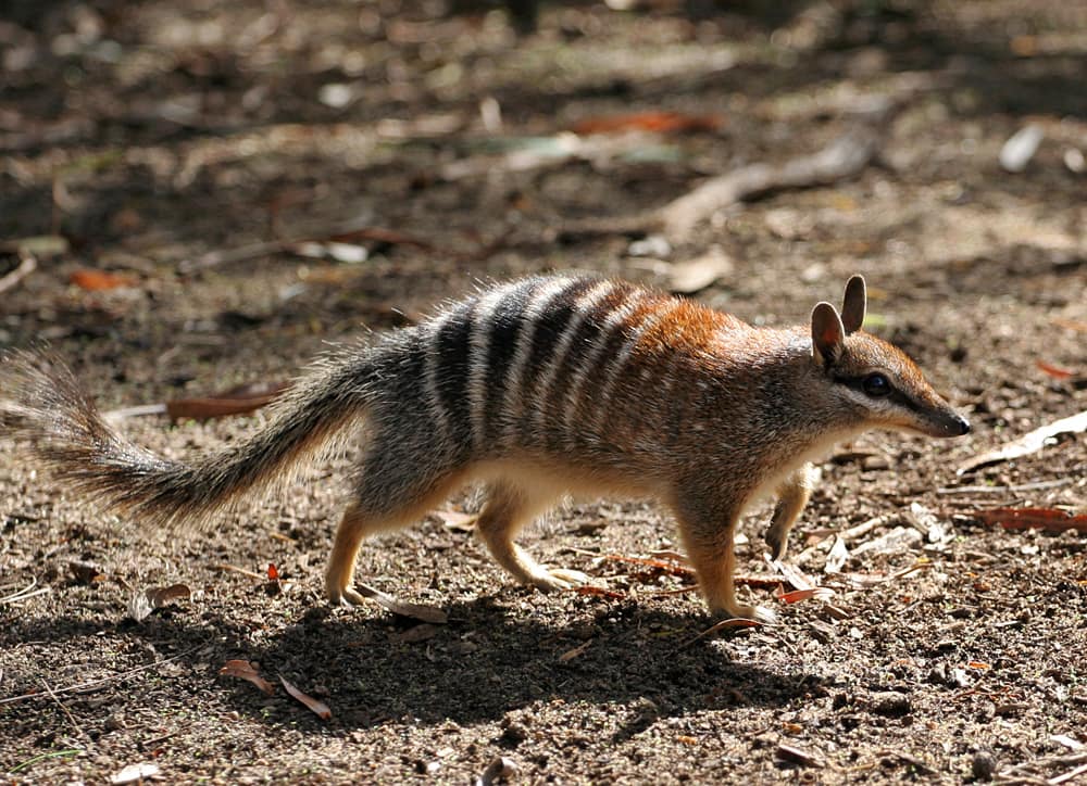 A Numbat running across the forest floor
