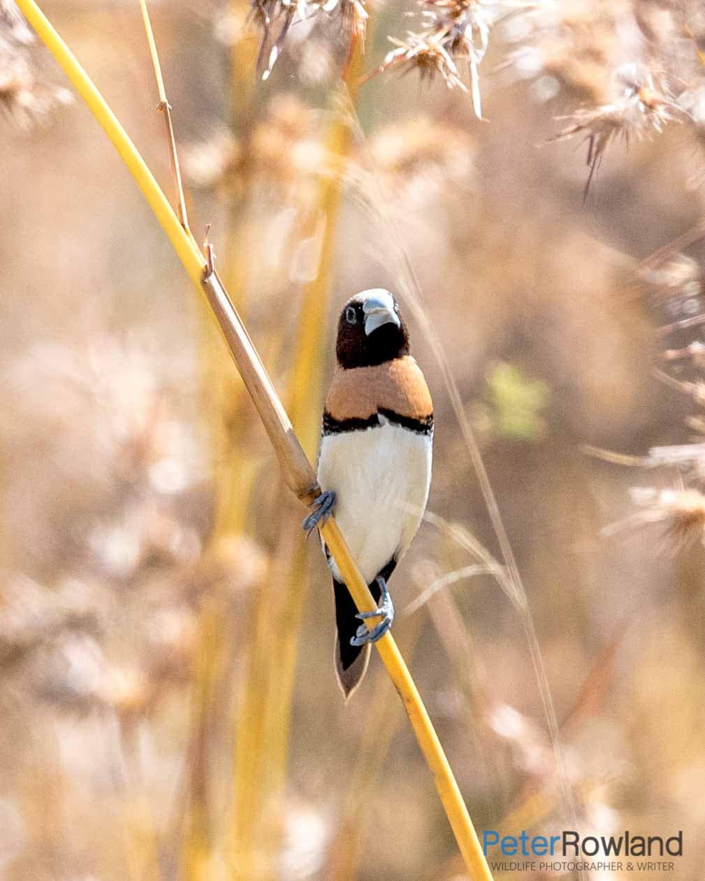 A Chestnut-breasted Mannikin perched on a thick vertical grasstem