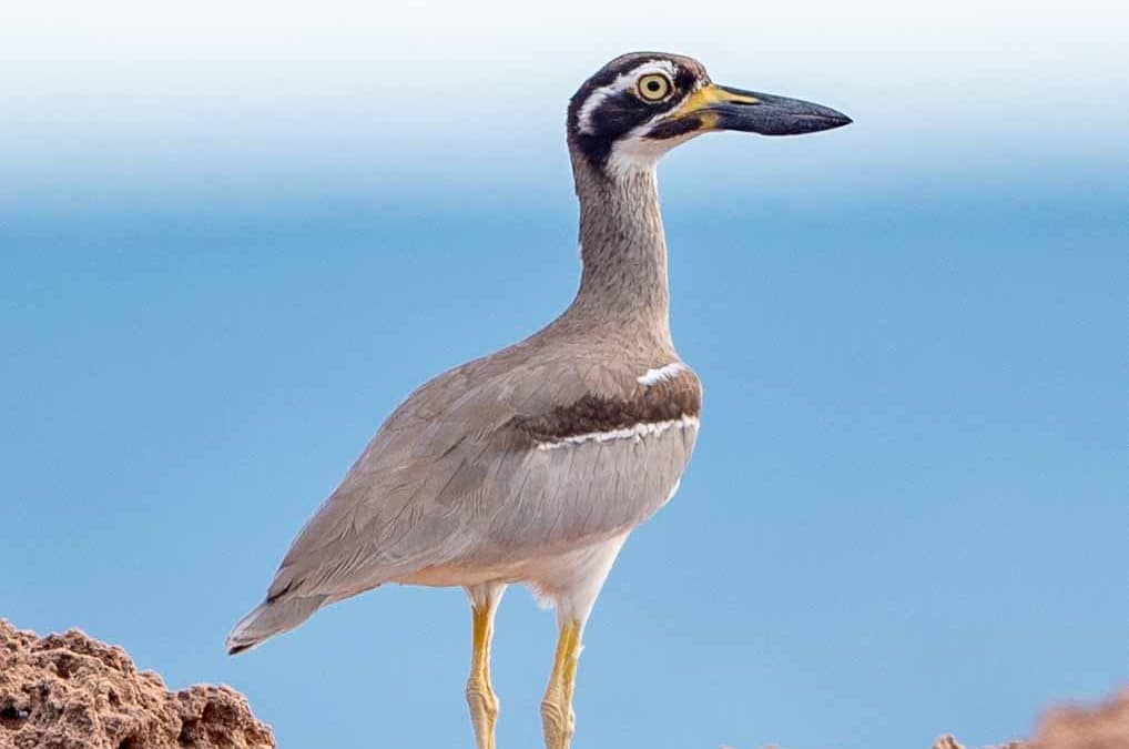 Beach Stone-curlew