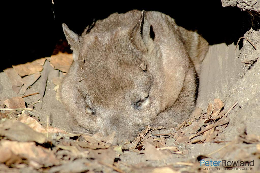 A Southern Hairy-nosed Wombat in captivity. Sleeping in its enclosure.