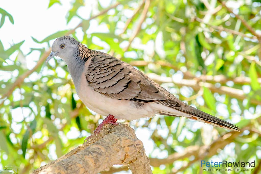A Bar-shouldered Dove perched on a tree branch