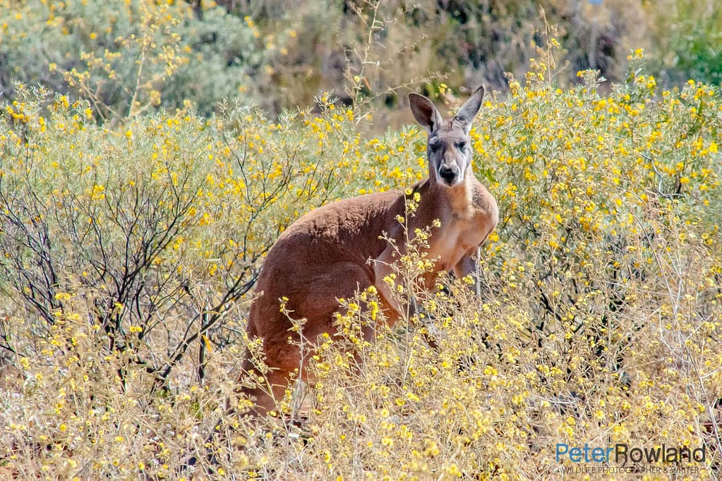 A male Red Kangaroo standing in a patch of bushes with yellow flowers