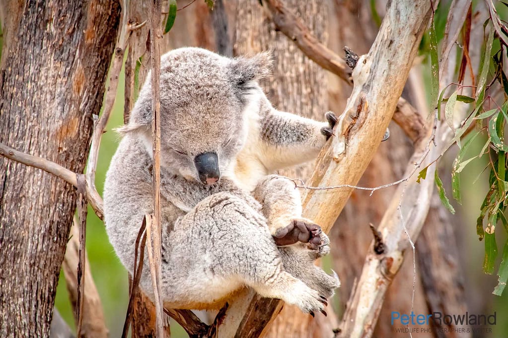 Koala sleeping in fork of tree, holding on with one paw