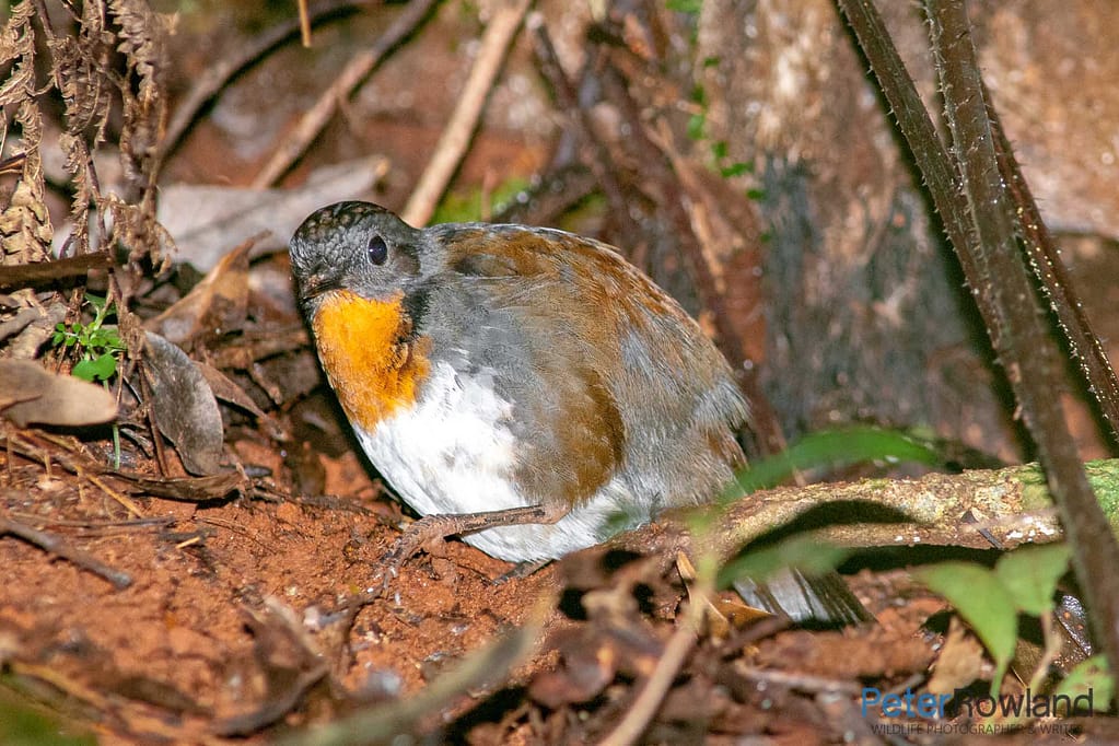 Female Australian Logrunner foraging for food on rainforest floor