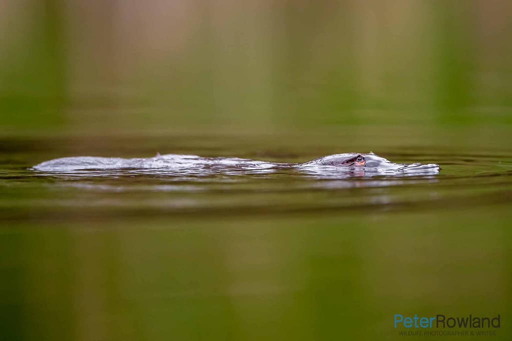 A Platypus swimming in still waters