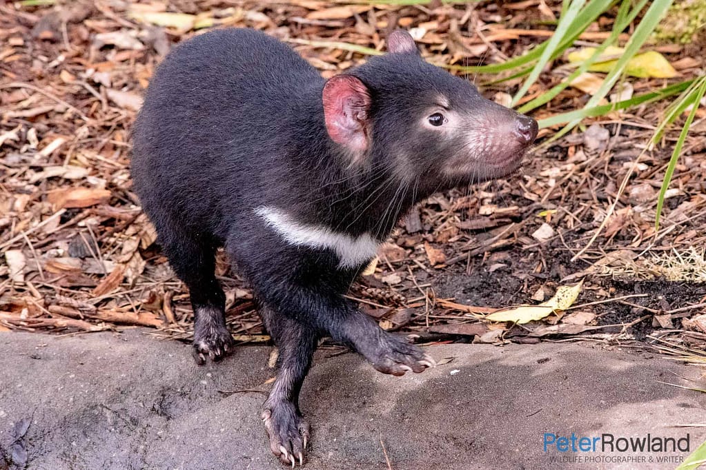 A Tasmanian Devil on a large rock