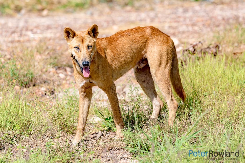 A Dingo looking at the camera after feeding on a dead kangaroo carcass