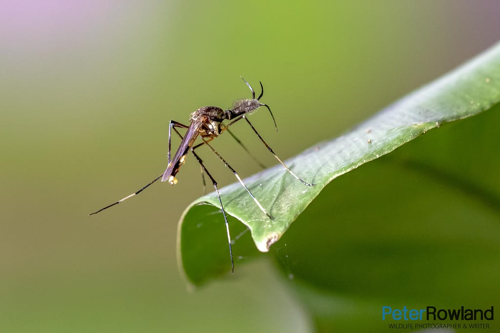 An adult PRedatory Mosquito or Elephant Mosquito