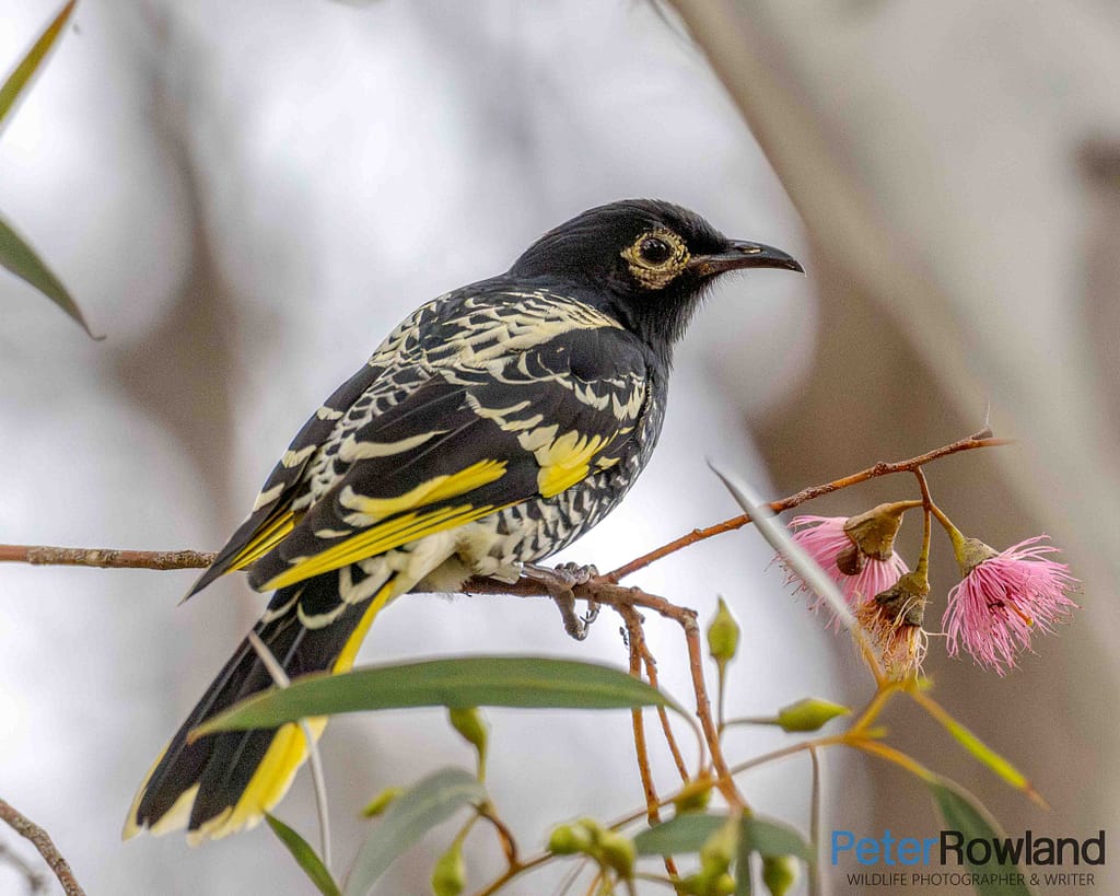 Regent Honeyeater A critically endangered Regent Honeyeater sitting on a eucalypt branch next to pink blossom