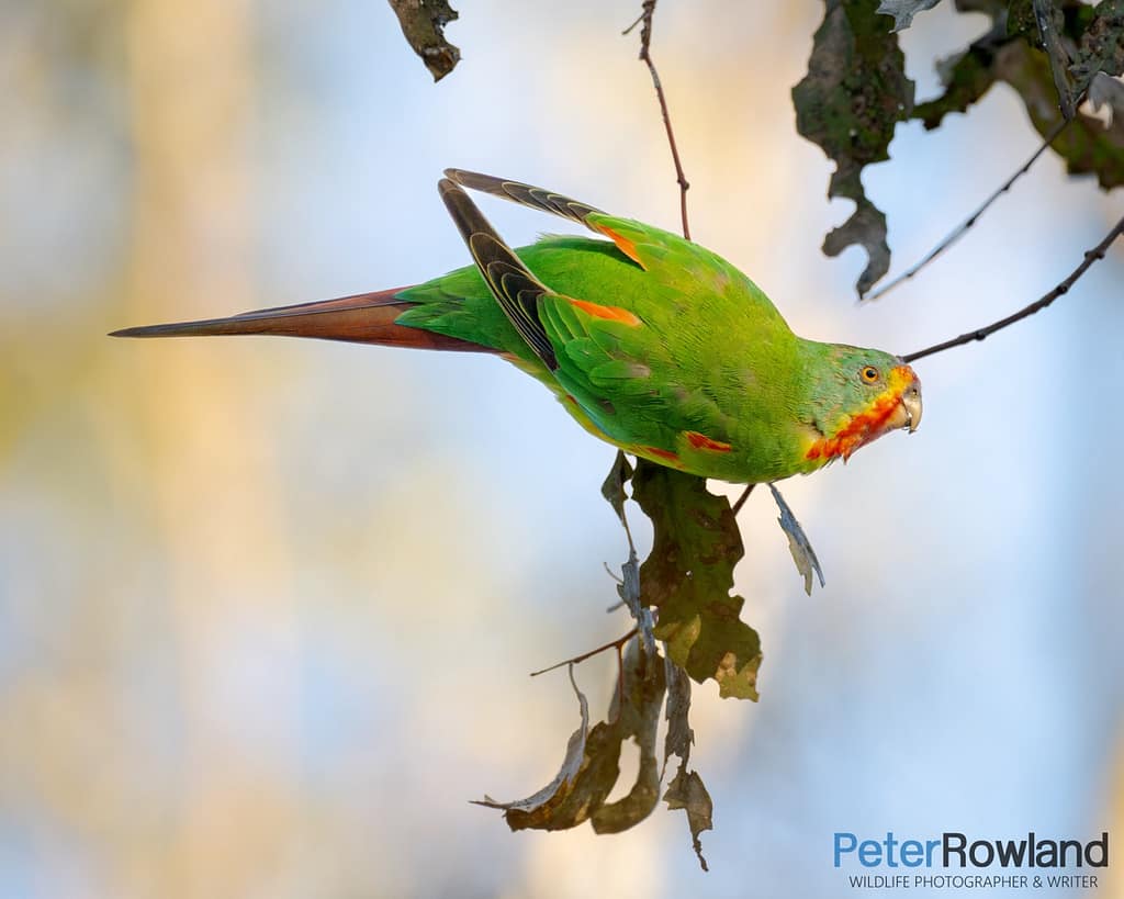 Swift Parrot 7805 Swift Parrot perched on a small branch with brownish leaves