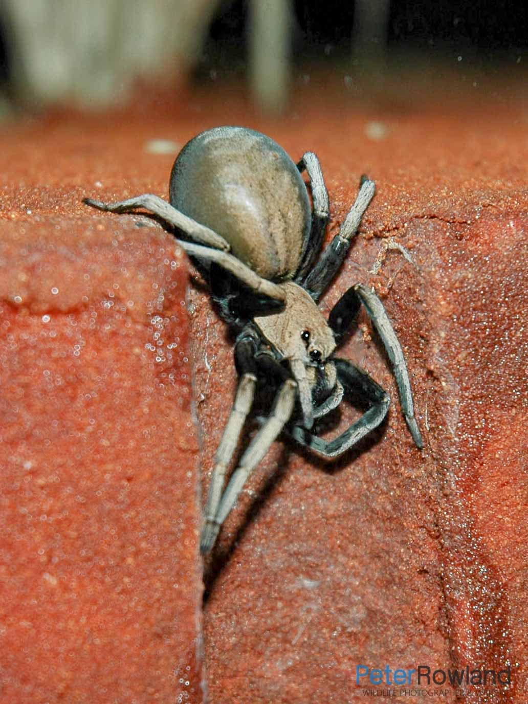 A Barking Spider crawling down its burrow
