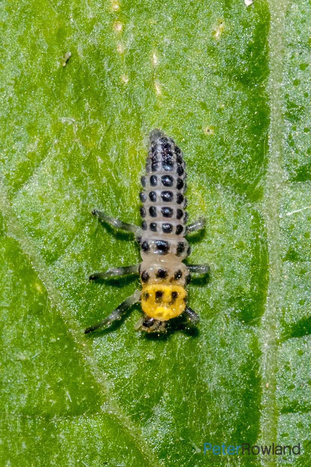 Fungus-eating Ladybird nymph Illeis galbula A Fungus-eating Ladybird nymph on a leaf