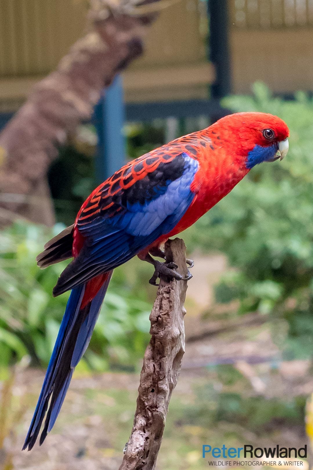 A Crimson Rosella perched on a branch