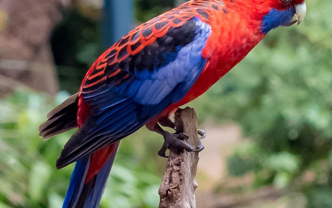 Crimson Rosella