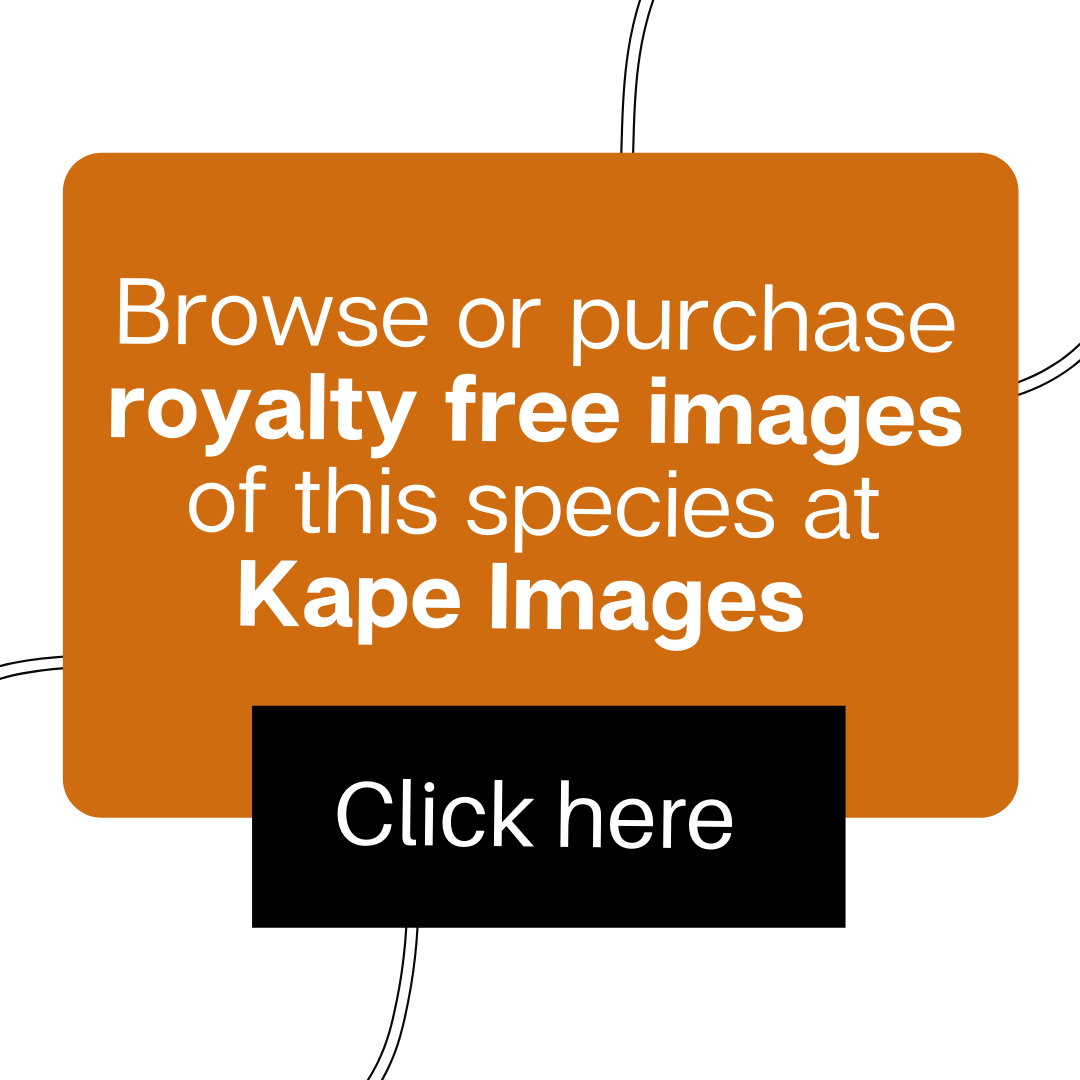 Kape Banner - Image for Fact Sheets Kape Images website banner