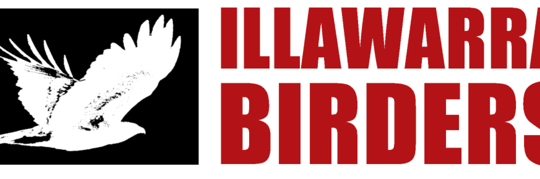 Illawarra Birders