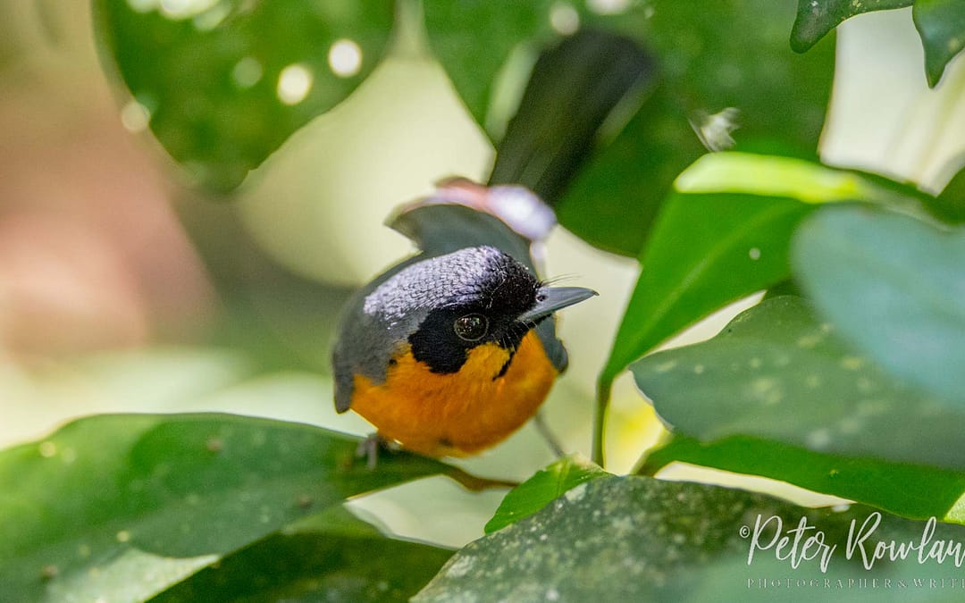 Monarch Flycatchers