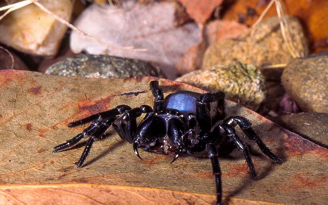Spiders, Scorpions and Allies