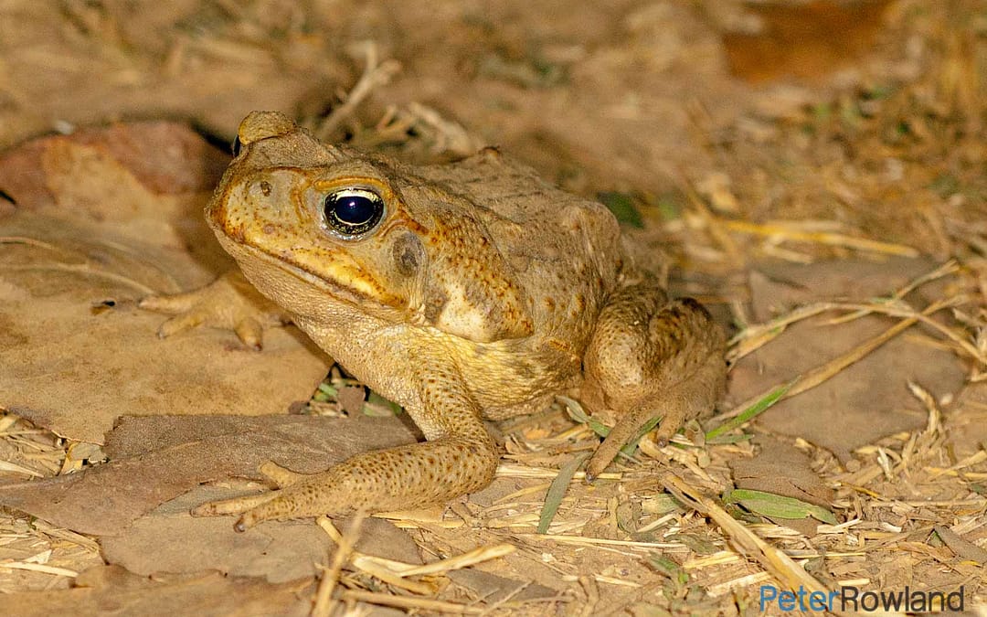 Cane Toad