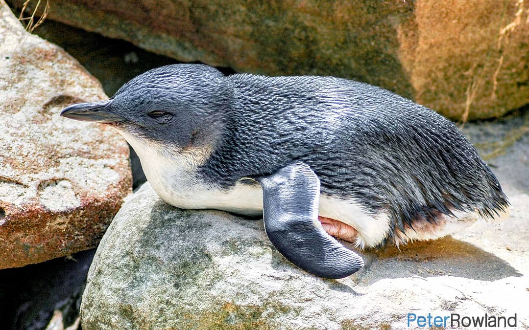 Little Penguin