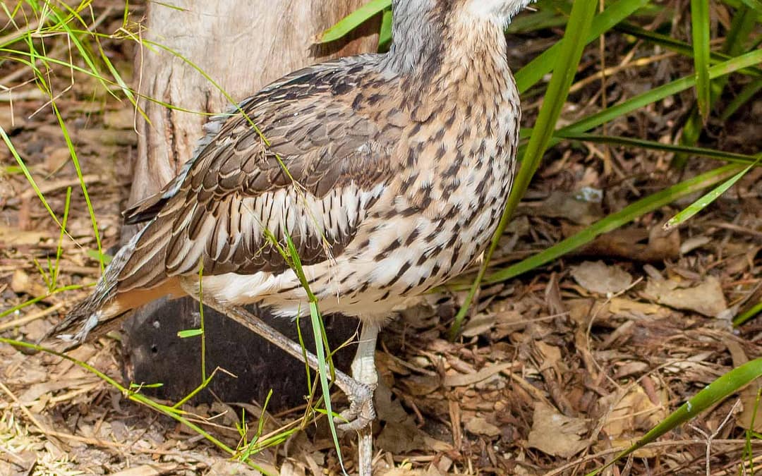 Bush Stone-Curlew