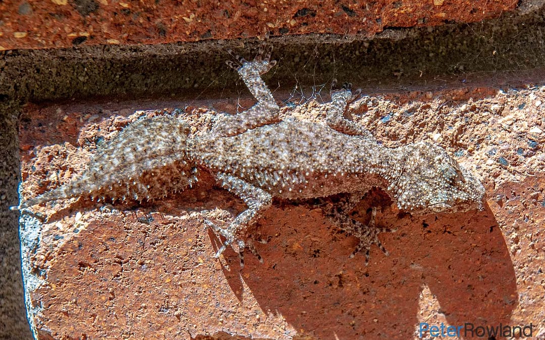 Southern Leaf-tailed Gecko