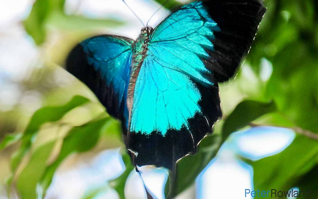 Ulysses Swallowtail