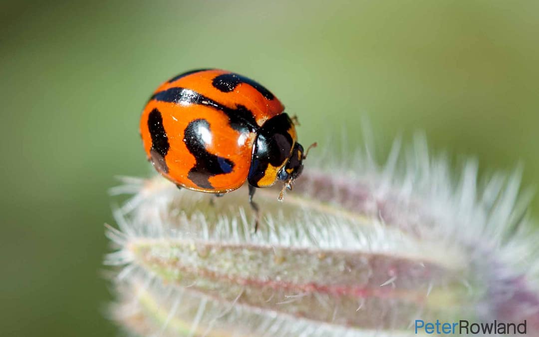 Transverse Ladybird