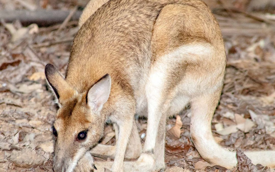 Agile Wallaby