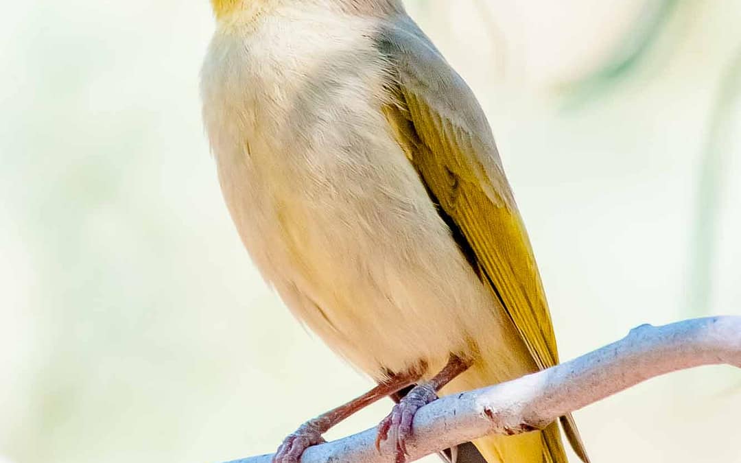 White-plumed Honeyeater