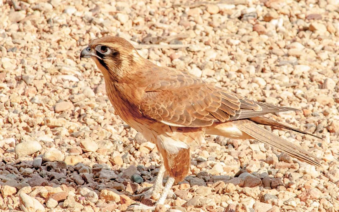 Brown Falcon