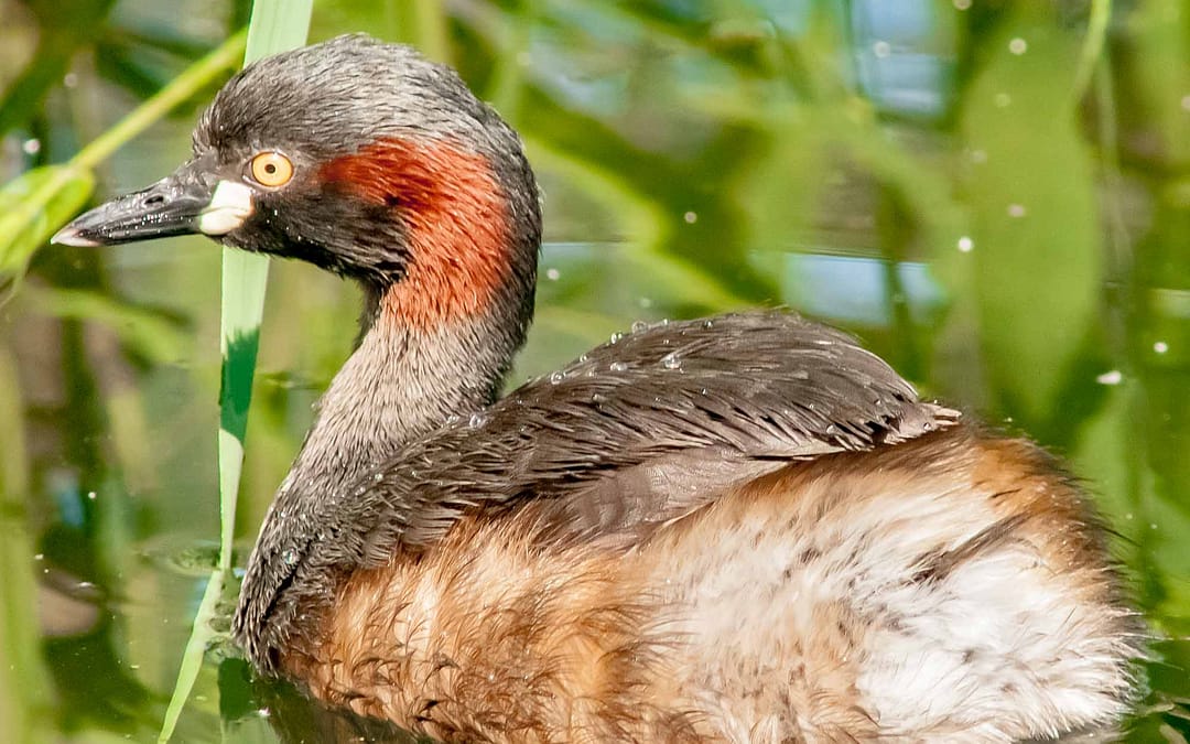 Grebes