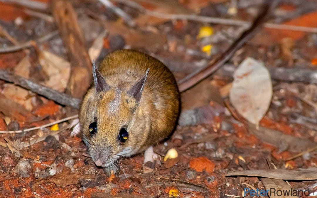 Spinifex Hopping-mouse