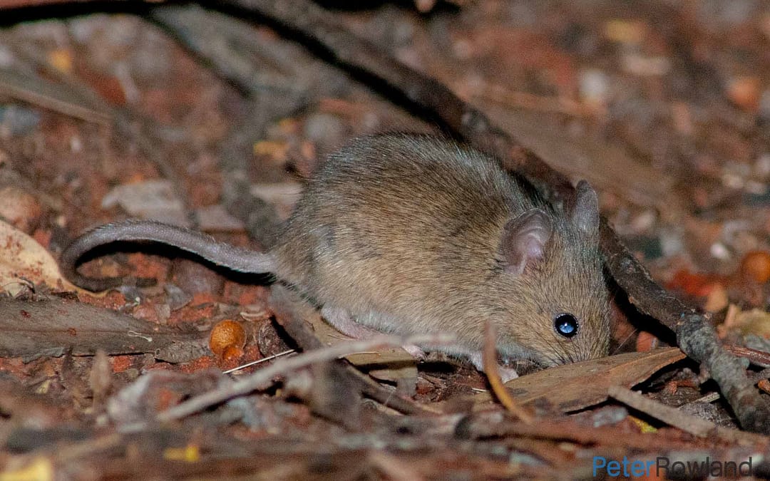 Rats and Mice