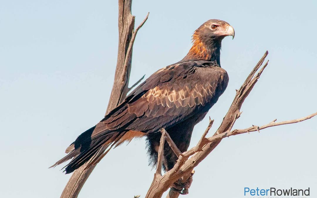 Wedge-tailed Eagle