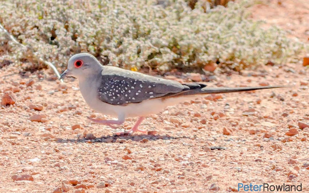 Diamond Dove