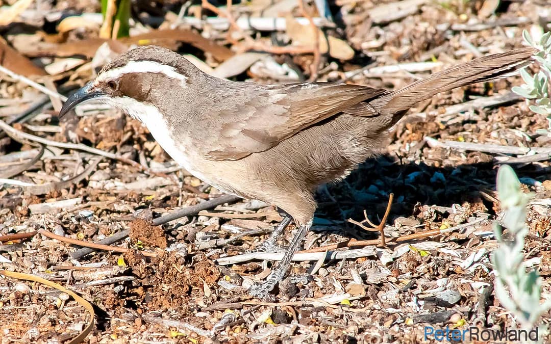 Australo-Papuan Babblers