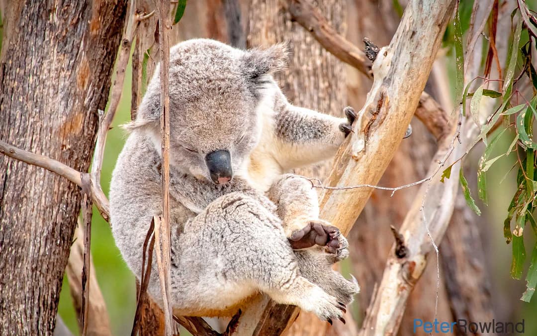 Koalas