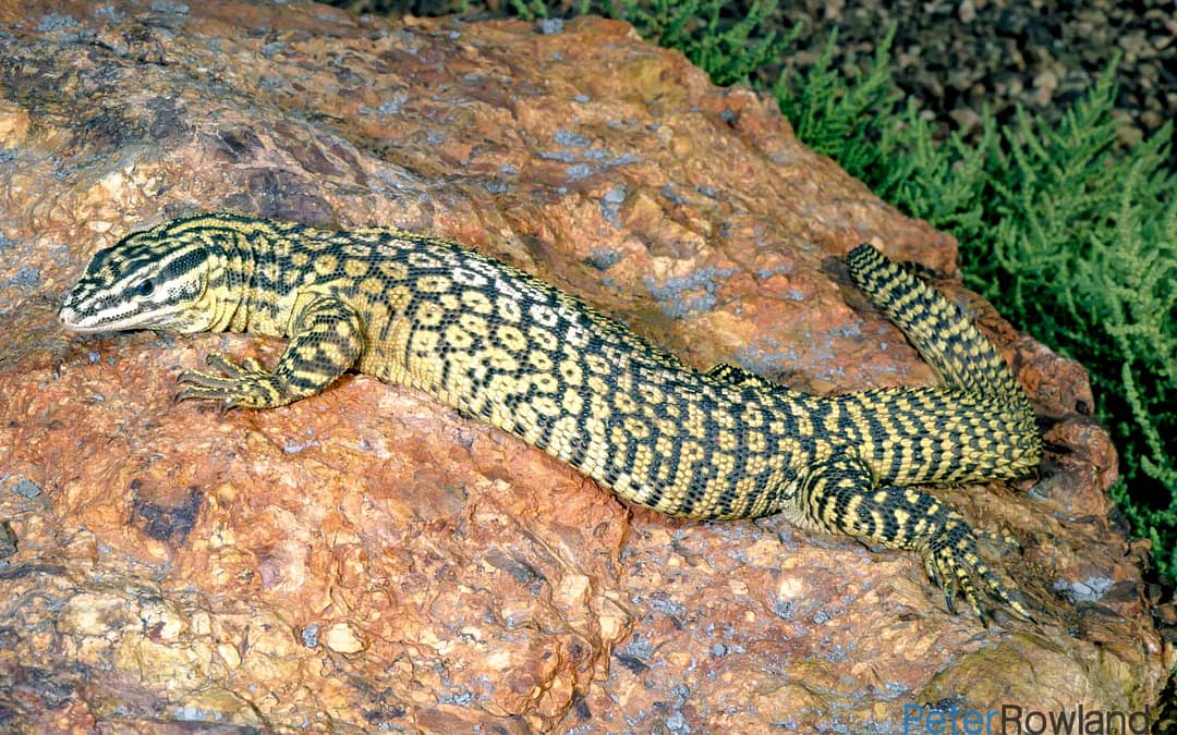 Goannas or Monitor Lizards