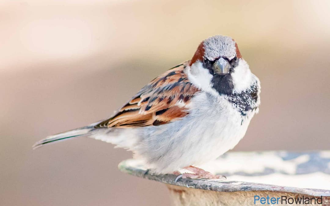 Old World Sparrows