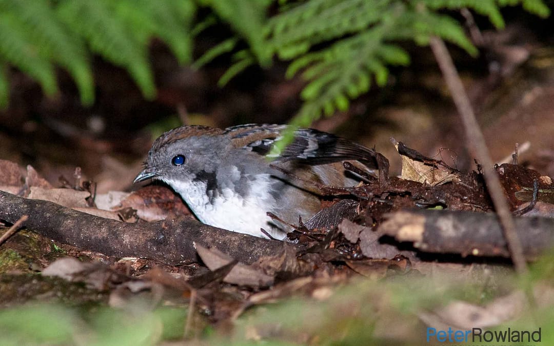 Australian Logrunner