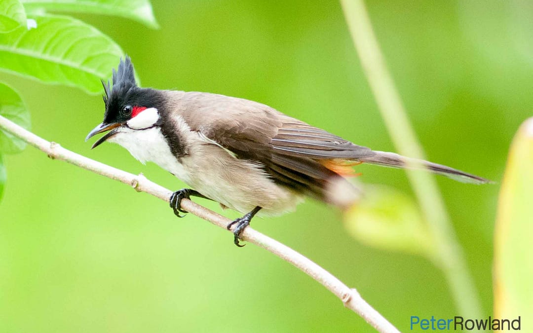 Red-whiskered Bulbul