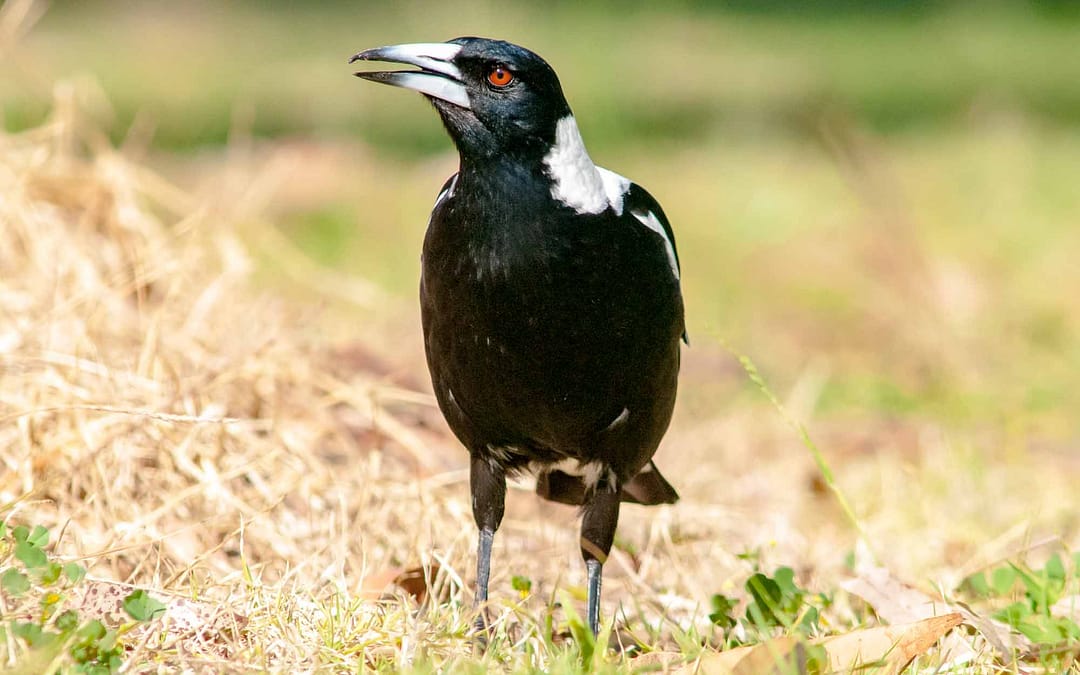 Australian Magpie