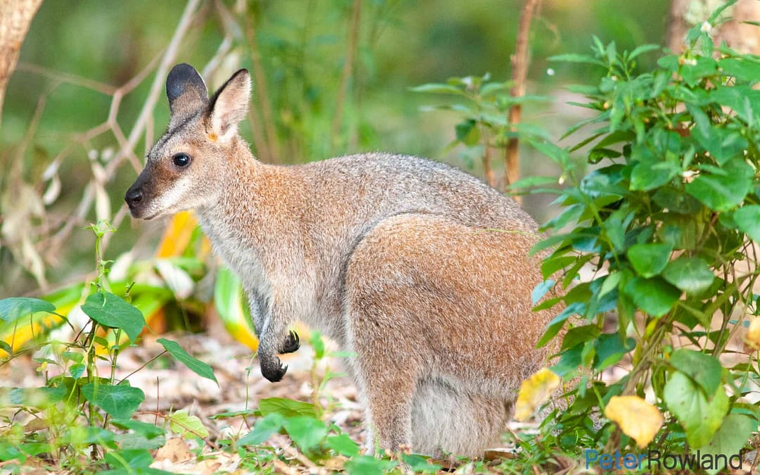 Red-necked Wallaby