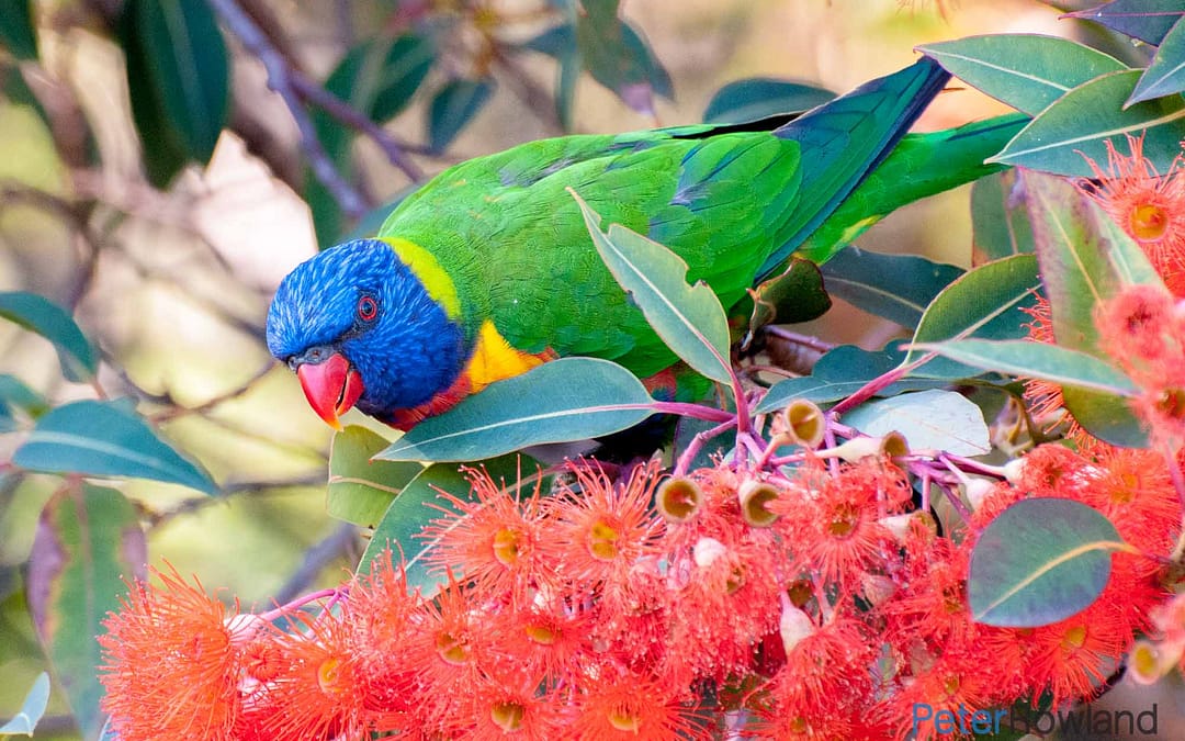 Rainbow Lorikeet