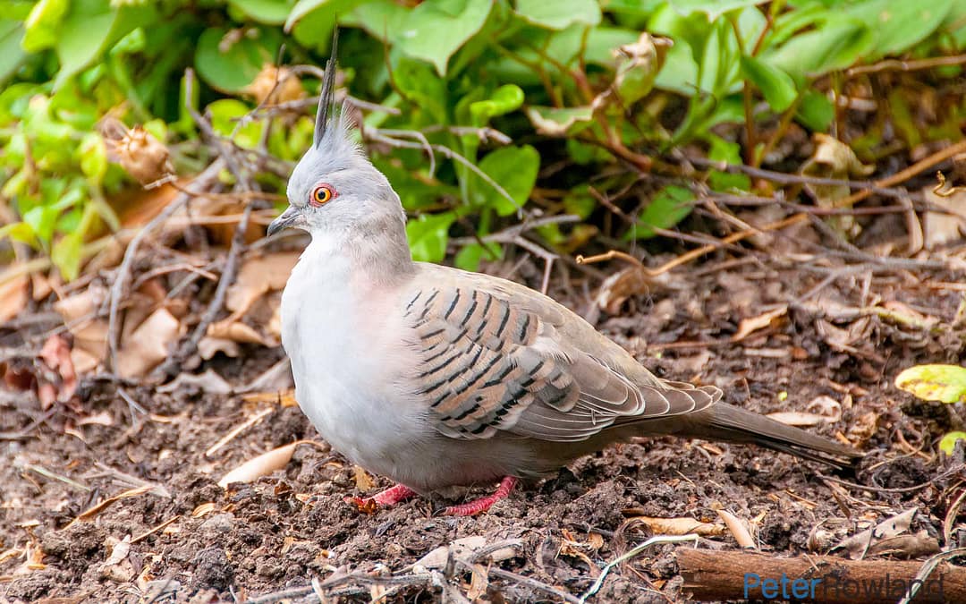 Crested Pigeon