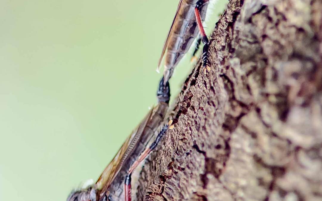 Robber Fly