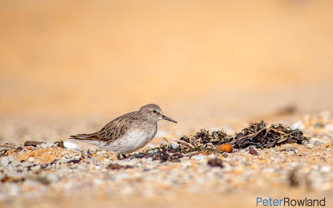 Slightly Confused Sandpiper