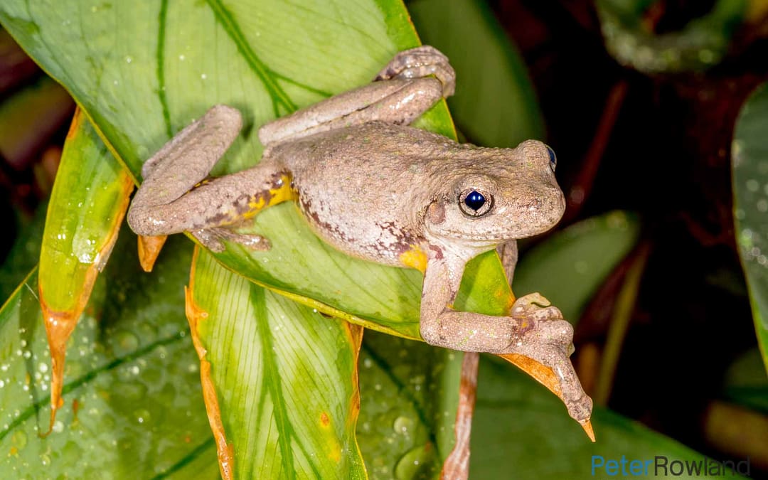Peron’s Tree Frog