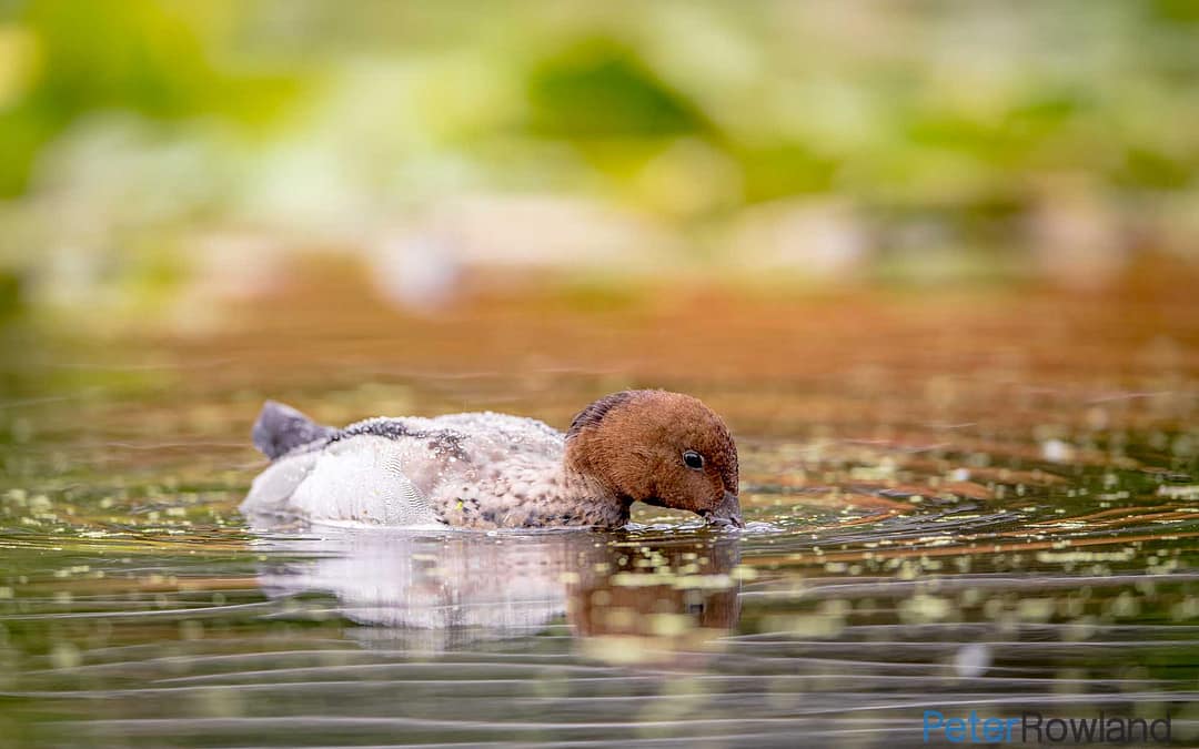 Australian Wood Duck